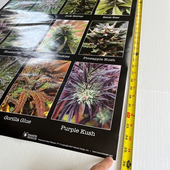 Americas Most Wanted Cannabis Large Wall Poster College Collection 24x36 inch - Picture 3 of 6